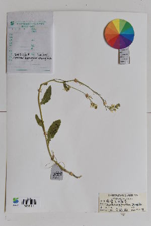  (Sisymbrium polymorphum - Ge01625)  @11 [ ] CreativeCommons  Attribution Non-Commercial Share-Alike  Unspecified Herbarium of Xinjiang Institute of ecology and geography Chinese Academy of Sciences