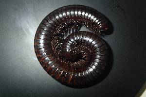  (Ophistreptus sp.2 ARNF - DC0071)  @11 [ ] CreativeCommons  Attribution Non-Commercial Share-Alike (2024) Armand Richard Nzoko Fiemapong Institute of Biology University of Neuchâtel