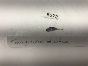  (Tetragonurus atlanticus - DPND 5572)  @11 [ ] CreativeCommons  Attribution (by) (2023) Tracey Sutton Nova Southeastern University