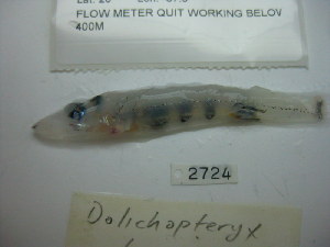  (Dolichopteryx longipes - DPND 2724B)  @11 [ ] Copyright (2017) Tracey Sutton Nova Southeastern University