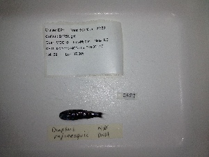  ( - RIE 0427)  @11 [ ] Copyright (2015) Ron Eytan Texas A&M University at Galveston