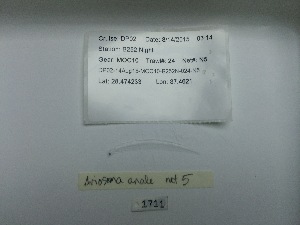  (Ariosoma anale - DPND 1711)  @11 [ ] Copyright (2016) Ron Eytan Texas A&M University at Galveston