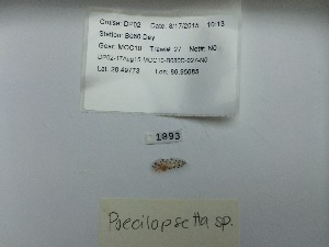  (Poecilopsettidae - DPND 1893)  @11 [ ] Copyright (2016) Ron Eytan Texas A&M University at Galveston