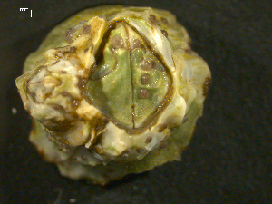  (Balanus glandula - BCC2010-023)  @15 [ ] CreativeCommons - Attribution (2010) CBG Photography Group Centre for Biodiversity Genomics