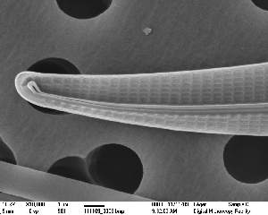  (Gyrosigma tenuissimum var. hyperborea - IK_CL270)  @11 [ ] CreativeCommons - Attribution Non-Commercial Share-Alike (2015) Jim Ehrman Mount Allison University