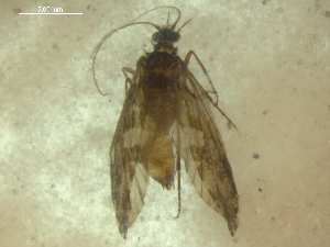  (Rhyacophila bifila - 10DRCAD-040)  @13 [ ] Copyright (2010) Karl Kjer Rutgers University
