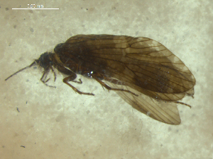  (Rhyacophila jenniferae - 10DRCAD-043)  @13 [ ] Copyright (2010) Karl Kjer Rutgers University