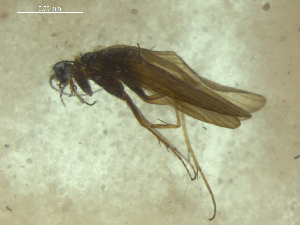  (Rhyacophila tralala - 10DRCAD-044)  @12 [ ] Copyright (2010) Karl Kjer Rutgers University
