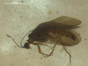  (Rhyacophila vibox - 10DRCAD-056)  @12 [ ] Copyright (2010) Karl Kjer Rutgers University