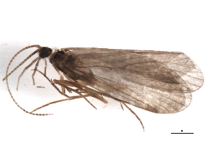 (Wormaldia birneyi - 10DRCAD-006)  @13 [ ] CreativeCommons - Attribution (2010) CBG Photography Group Centre for Biodiversity Genomics