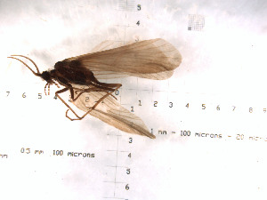  (Allomyia cidoipes - DR815-7)  @11 [ ] Copyright (2010) Karl Kjer Rutgers University