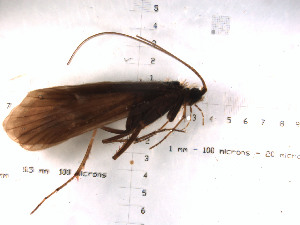  (Allomyia cascadis - DR815-6)  @12 [ ] Copyright (2010) Karl Kjer Rutgers University