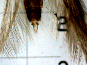  ( - DRHa9)  @12 [ ] Copyright (2010) Karl Kjer Rutgers University