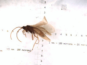  (Allomyia picoides - DR815-12)  @11 [ ] Copyright (2010) Karl Kjer Rutgers University