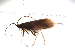  (Allomyia acanthis - DR815-1)  @11 [ ] Copyright (2010) Karl Kjer Rutgers University