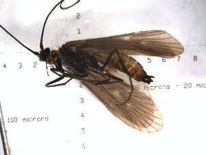  (Allomyia gnathos - DRAg9)  @13 [ ] Copyright (2010) Karl Kjer Rutgers University