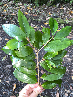  (Erythroxylum - M122-006)  @11 [ ] CreativeCommons  Attribution Share-Alike  Unspecified Universite de La Reunion