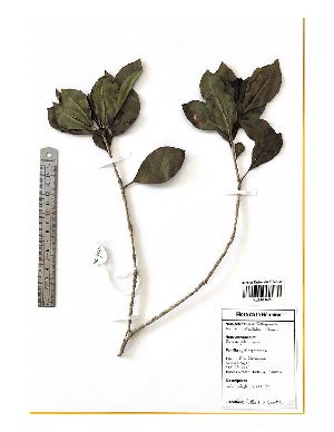  (Pittosporaceae - M122-023)  @11 [ ] CreativeCommons  Attribution Share-Alike  Unspecified Universite de La Reunion
