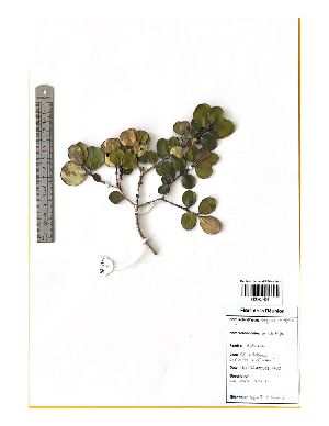  (Eugenia buxifolia - M122-025)  @11 [ ] CreativeCommons  Attribution Share-Alike  Unspecified Universite de La Reunion