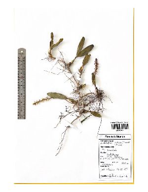  (Bulbophyllum nutans - M122-027)  @11 [ ] CreativeCommons  Attribution Share-Alike  Unspecified Universite de La Reunion