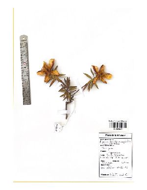  (Hypericum lanceolatum - M122-029)  @11 [ ] CreativeCommons  Attribution Share-Alike  Unspecified Universite de La Reunion