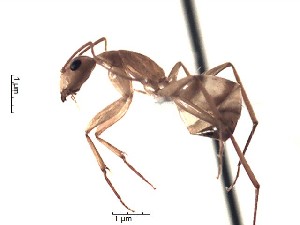  (Camponotus zonatus - BCCISEC0010114)  @13 [ ] CreativeCommons - Attribution (2015) David Donoso UTPL