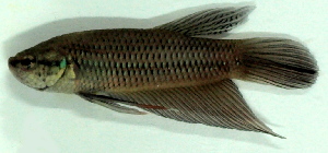  (Betta cf. smaragdina 2 - 7-1901-04)  @14 [ ] Copyright (2010) Unspecified Unspecified