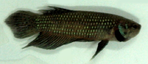  (Betta mahachaiensis - 9-5601-14)  @14 [ ] Copyright (2010) Unspecified Unspecified