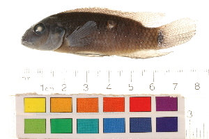  (Pelvicachromis rubrolabiatus - OL-0094)  @11 [ ] CreativeCommons - Attribution (2010) CBG Photography Group Centre for Biodiversity Genomics