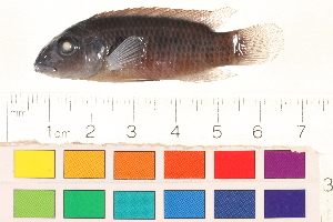  (Wallaceochromis aff. humilis - OL-0091)  @14 [ ] CreativeCommons - Attribution (2010) CBG Photography Group Centre for Biodiversity Genomics