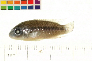  (Pelvicachromis roloffi - OL-0087)  @13 [ ] CreativeCommons - Attribution (2009) CBG Photography Group Centre for Biodiversity Genomics