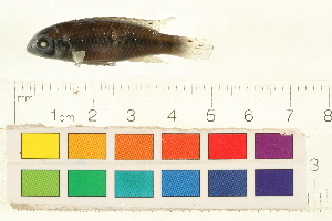  (Pelvicachromis taeniatus - OL-0095)  @11 [ ] CreativeCommons - Attribution (2009) CBG Photography Group Centre for Biodiversity Genomics