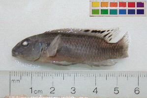  (Pelvicachromis signatus - OL-0093)  @13 [ ] CreativeCommons - Attribution (2010) CBG Photography Group Centre for Biodiversity Genomics