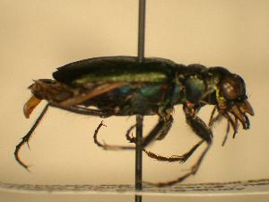  ( - JBWM0316205)  @13 [ ] Copyright (2008) J.B. Wallis Museum of Entomology, University of Manitoba J.B. Wallis Museum of Entomology, University of Manitoba
