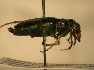  ( - JBWM0316206)  @13 [ ] Copyright (2008) J.B. Wallis Museum of Entomology, University of Manitoba J.B. Wallis Museum of Entomology, University of Manitoba
