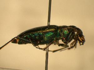  ( - JBWM0316208)  @13 [ ] Copyright (2008) J.B. Wallis Museum of Entomology, University of Manitoba J.B. Wallis Museum of Entomology, University of Manitoba