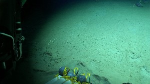  ( - PAC2022-035_OY079-008-01)  @11 [ ] CreativeCommons Attribution Non-Commercial (by-nc)  Unspecified Northeast Pacific Deep-Sea Diversity Expedition Partners