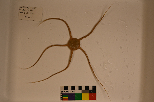  ( - PAC2022-035_OY079-008-01)  @11 [ ] CreativeCommons Attribution Non-Commercial (by-nc)  Unspecified Northeast Pacific Deep-Sea Diversity Expedition Partners