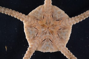  ( - PAC2022-035_OY079-008-01)  @11 [ ] CreativeCommons Attribution Non-Commercial (by-nc)  Unspecified Northeast Pacific Deep-Sea Diversity Expedition Partners