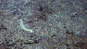  ( - PAC2022-035_OY080-016-01)  @11 [ ] CreativeCommons Attribution Non-Commercial (by-nc)  Unspecified Fisheries & Oceans Canada
