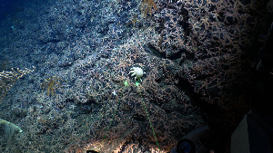  ( - PAC2022-035_OY080-019-01)  @11 [ ] CreativeCommons Attribution Non-Commercial (by-nc)  Unspecified Fisheries & Oceans Canada