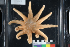  ( - PAC2022-035_OY080-019-01)  @11 [ ] CreativeCommons Attribution Non-Commercial (by-nc)  Unspecified Fisheries & Oceans Canada