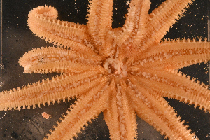  ( - PAC2022-035_OY080-019-01)  @11 [ ] CreativeCommons Attribution Non-Commercial (by-nc)  Unspecified Fisheries & Oceans Canada