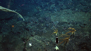  ( - PAC2022-035_OY080-020-01)  @11 [ ] CreativeCommons Attribution Non-Commercial (by-nc)  Unspecified Northeast Pacific Deep-Sea Diversity Expedition Partners