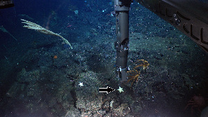  ( - PAC2022-035_OY080-020-01)  @11 [ ] CreativeCommons Attribution Non-Commercial (by-nc)  Unspecified Northeast Pacific Deep-Sea Diversity Expedition Partners
