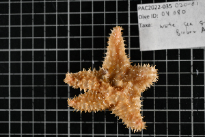  ( - PAC2022-035_OY080-020-01)  @11 [ ] CreativeCommons Attribution Non-Commercial (by-nc)  Unspecified Northeast Pacific Deep-Sea Diversity Expedition Partners
