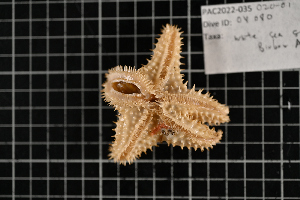  ( - PAC2022-035_OY080-020-01)  @11 [ ] CreativeCommons Attribution Non-Commercial (by-nc)  Unspecified Northeast Pacific Deep-Sea Diversity Expedition Partners