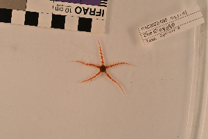  ( - PAC2022-035_OY080-021-01)  @11 [ ] CreativeCommons Attribution Non-Commercial (by-nc)  Unspecified Northeast Pacific Deep-Sea Diversity Expedition Partners