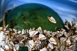  (Lepas pacifica - PAC2022-035_OY082-034-02)  @11 [ ] CreativeCommons Attribution Non-Commercial (by-nc)  Unspecified Northeast Pacific Deep-Sea Diversity Expedition Partners