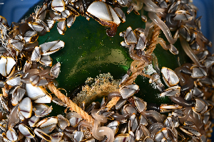  ( - PAC2022-035_OY082-034-02)  @11 [ ] CreativeCommons Attribution Non-Commercial (by-nc)  Unspecified Fisheries & Oceans Canada
